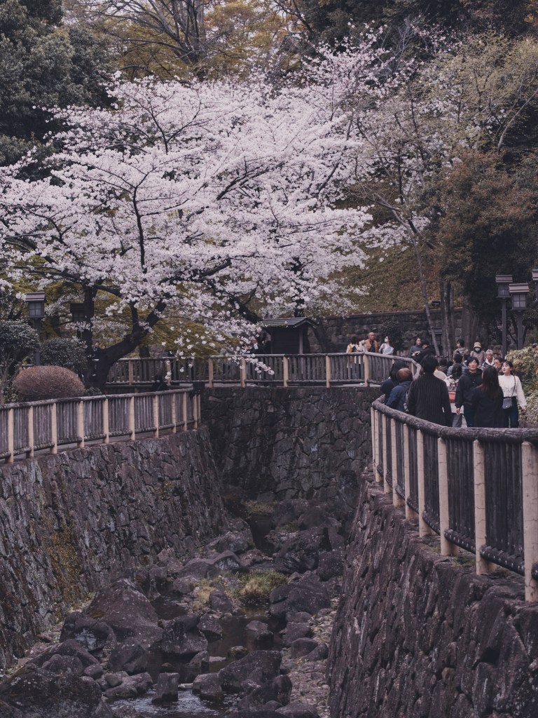 The first sakura tree right in front of the station that overlooks the canal and the people who walk along the road that runs alongside it to admire all the other plants that line the river