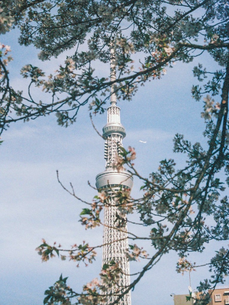 Tokyo Skytree behind flowers