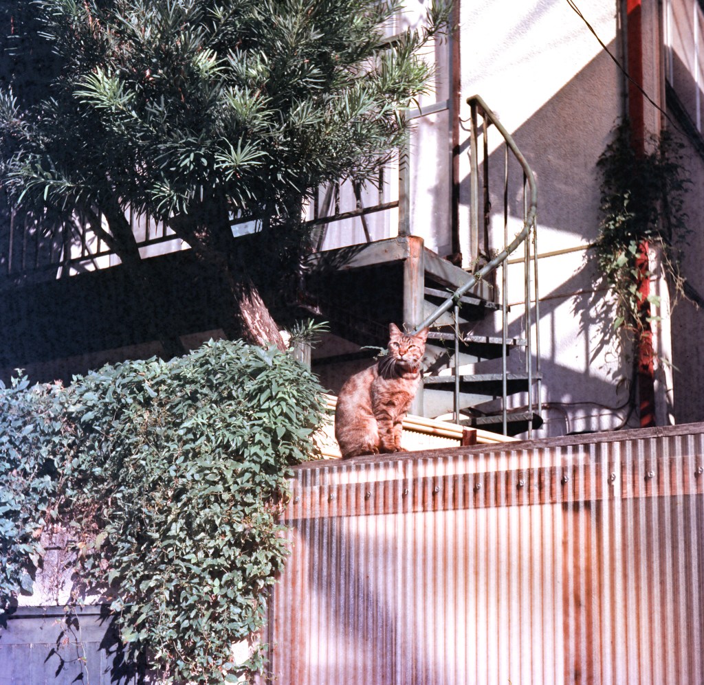 15years Expired Ektachrome